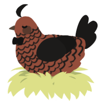 A russet and sable chicken with a lace pattern