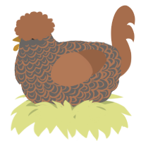 A grey and brown chicken with a double-lace pattern