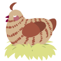 A beige and russet chicken with a bar pattern
