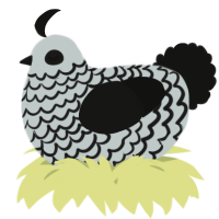 A silver and black chicken with a lace pattern
