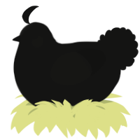 A black chicken
