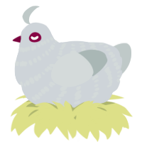 A mist and silver chicken with a bar pattern
