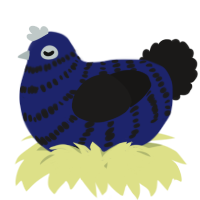 A navy and sable chicken with a bar pattern