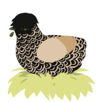A black and beige chicken with a double-lace pattern