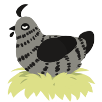 A ash and sable chicken with a bar pattern