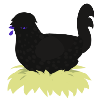 oppenheimer, a black and sable chicken with a speckle pattern