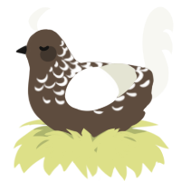 A bark and white chicken with a half-lace pattern