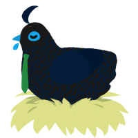 A sable and tumblr chicken with a double-lace pattern