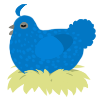 A sapphire chicken with a speckle pattern