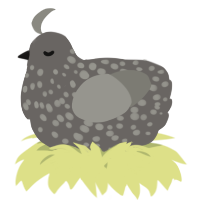 A grey and ash chicken with a speckle pattern