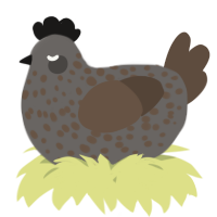 A grey and bark chicken with a speckle pattern