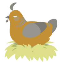 A gold and ash chicken with a neck-band pattern