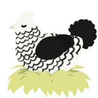 A white and sable chicken with a lace pattern