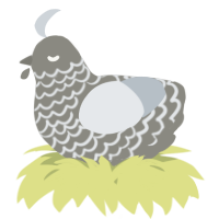 A ash and mist chicken with a lace pattern