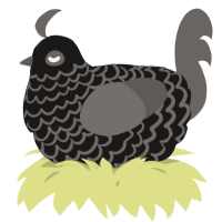 A sable and grey chicken with a lace pattern