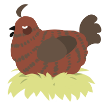 A russet and bark chicken with a bar pattern