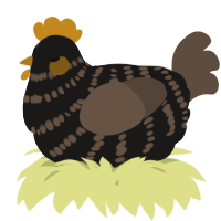 A sable and bark chicken with a bar pattern