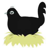 A black chicken