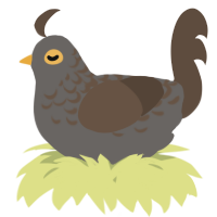A grey and bark chicken with a half-lace pattern