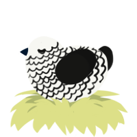 Zika, a white and black chicken with a lace pattern