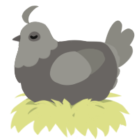 A grey and ash chicken with a head pattern