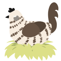A cream and bark chicken with a bar pattern