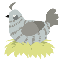 A silver and ash chicken with a bar pattern