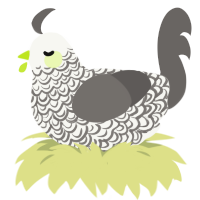 Curio, a white and grey chicken with a double-lace pattern