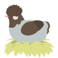 A silver and bark chicken with a head pattern