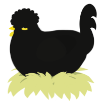 A black chicken