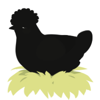 A black chicken