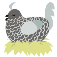 A grey and silver chicken with a lace pattern