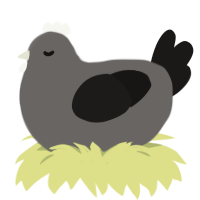 Grey egg, a grey and sable chicken