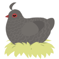 A grey chicken with a lace pattern