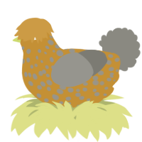 A gold and ash chicken with a speckle pattern