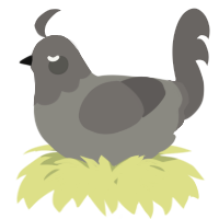 A ash and grey chicken with a head pattern
