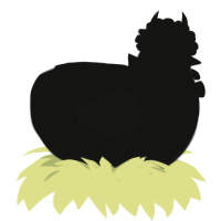 A black chicken