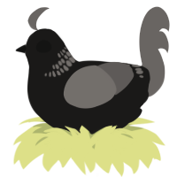 A sable and grey chicken with a neck-band pattern