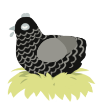 A black and ash chicken with a lace pattern