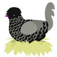 A black and ash chicken with a lace pattern