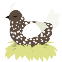 A bark and white chicken with a speckle pattern