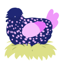 A navy and lavender chicken with a speckle pattern