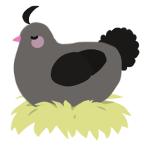 A grey and sable chicken