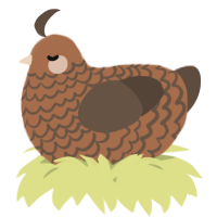 A brown and bark chicken with a lace pattern