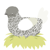 Tissue, a ash and white chicken with a double-lace pattern