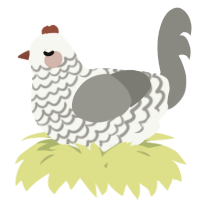 A white and ash chicken with a lace pattern