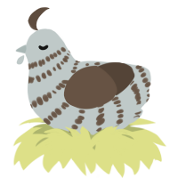 A silver and bark chicken with a bar pattern