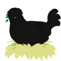 Cry, a black chicken with a speckle pattern