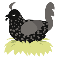 A black and grey chicken with a speckle pattern