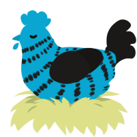 Muffin, a cerulean and sable chicken with a bar pattern